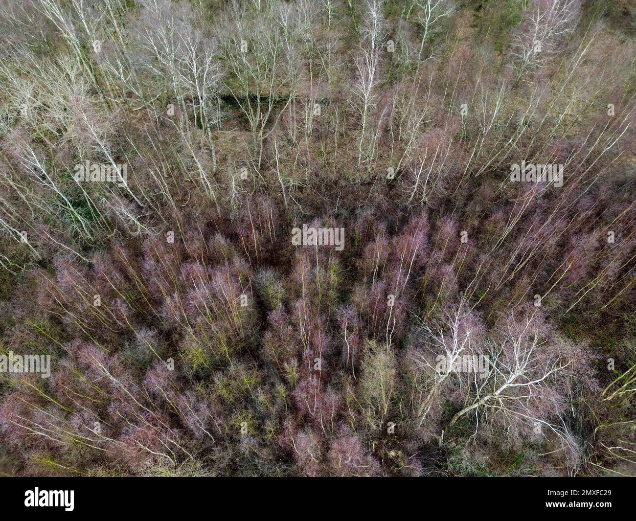Drohnenfoto von Birken in einem Moor in Flintbek, Schleswig-Holstein, Germania Foto Stock