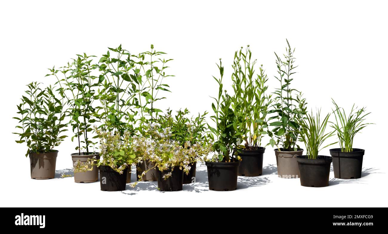 Composizione di fiori diversi e piante in vaso isolate su sfondo bianco Foto Stock