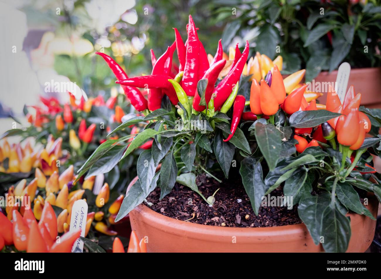 Coloratissime piante di peperoncino in vendita all'annuale Chilli Festival di Waddesdon Manor. Foto Stock