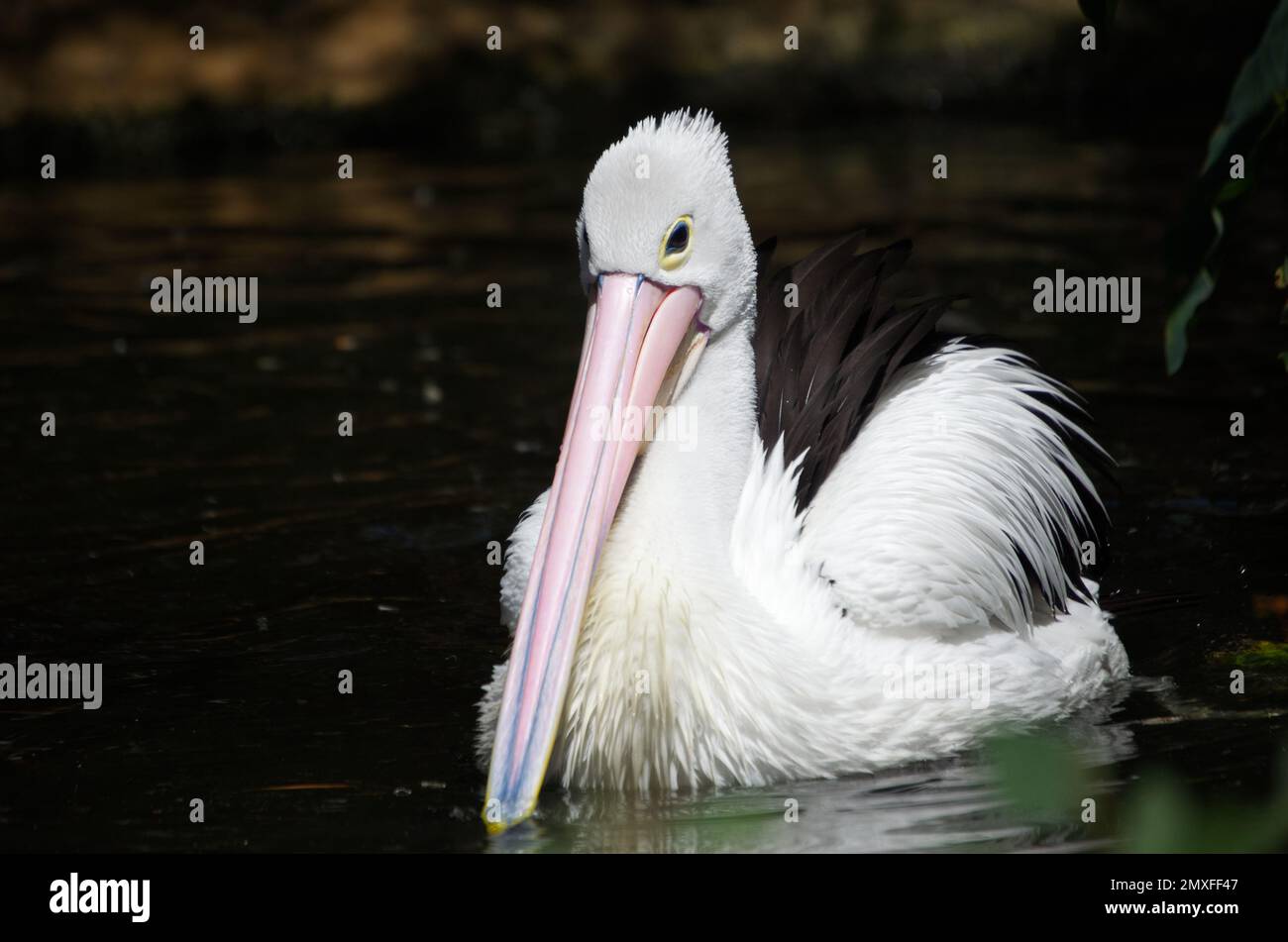 Pellicano australiano sul lago Foto Stock