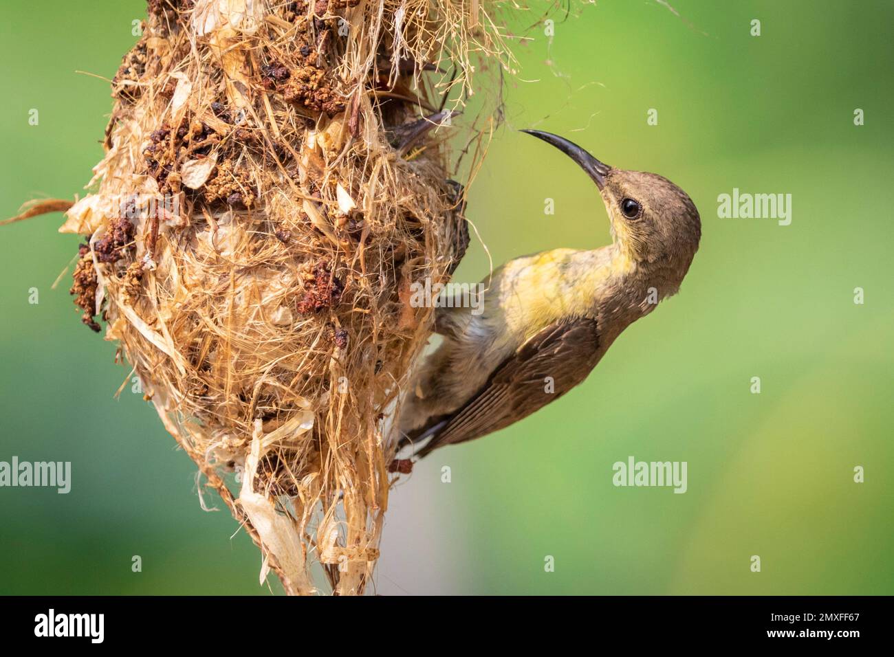 Immagine di Sunbird viola (femmina) che alimenta l'uccello del bambino nel nido dell'uccello su sfondo della natura. (Cinnyris asiaticus). Uccello. Animali. Foto Stock