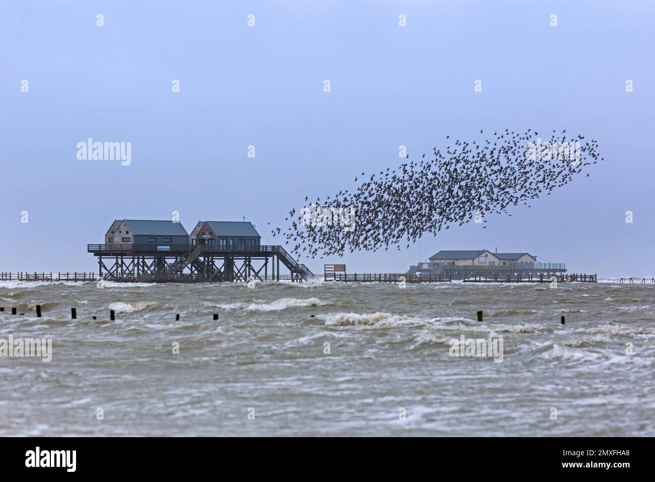 Case di palafitte sulla spiaggia di Sankt Peter-Ording / St. Peter-Ording durante la tempesta in inverno, Nordfriesland, Schleswig-Holstein, Germania Foto Stock