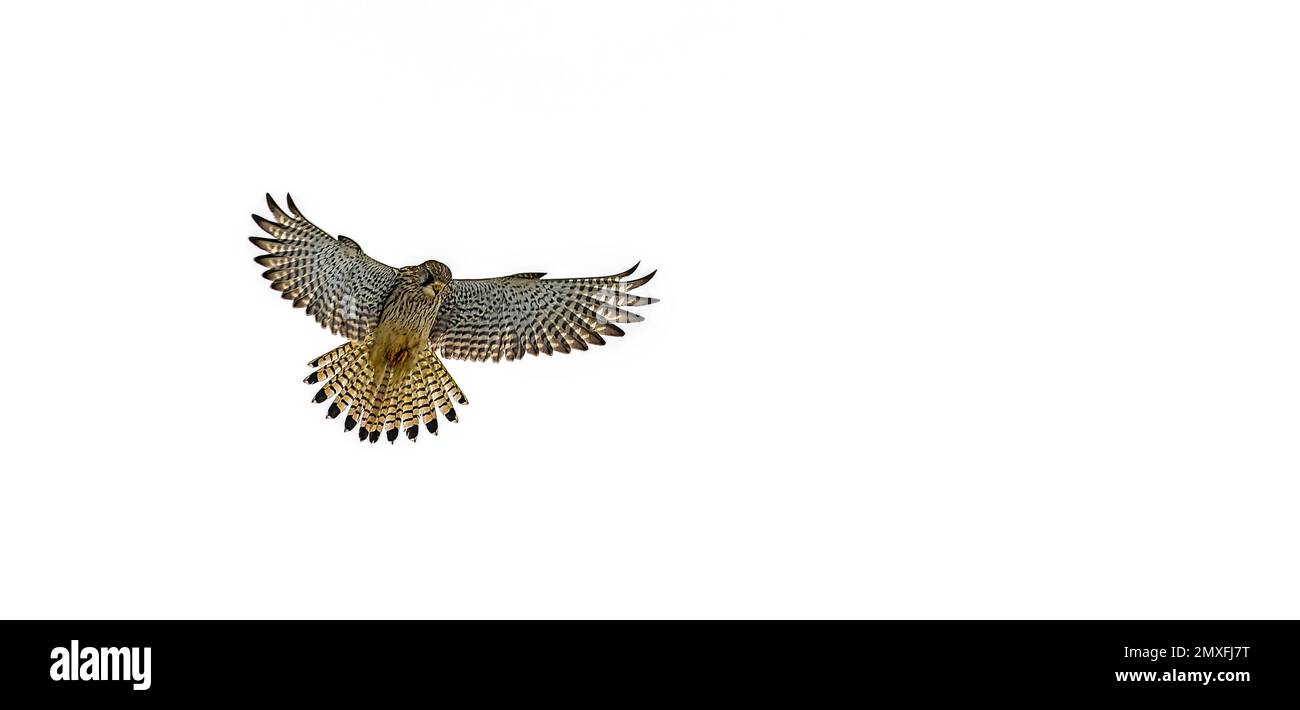 Il Gheppio in volo Foto Stock