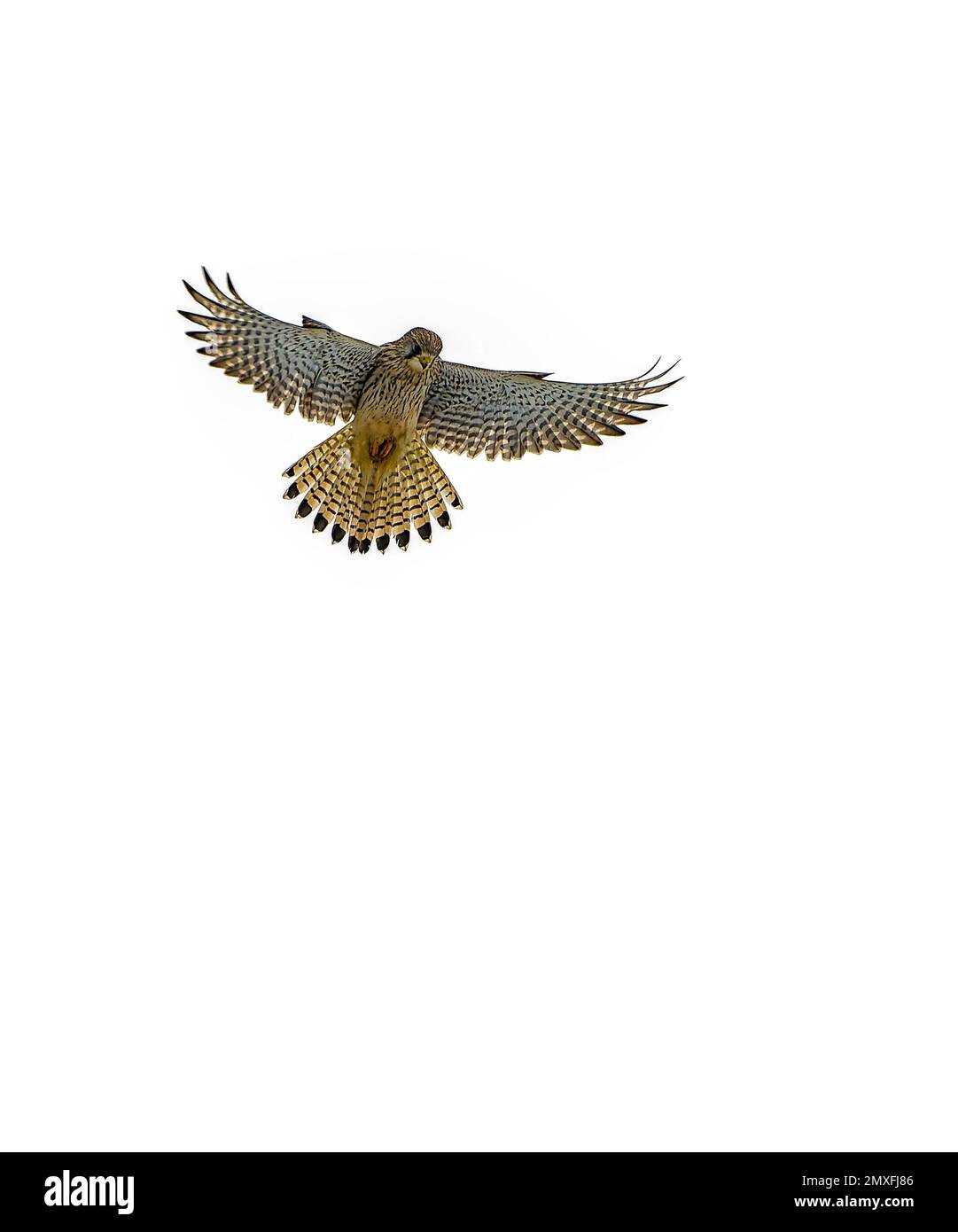 Il Gheppio in volo Foto Stock