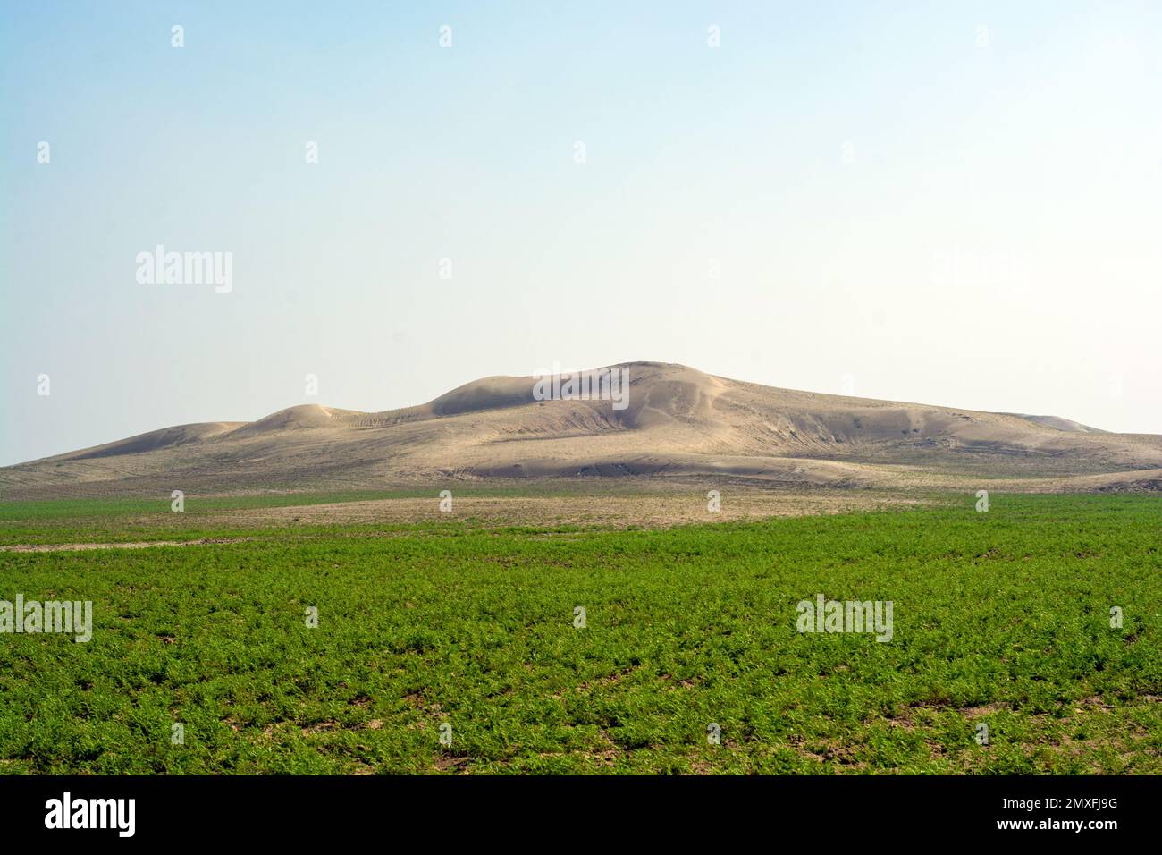 Campo di ceci nel deserto Foto Stock