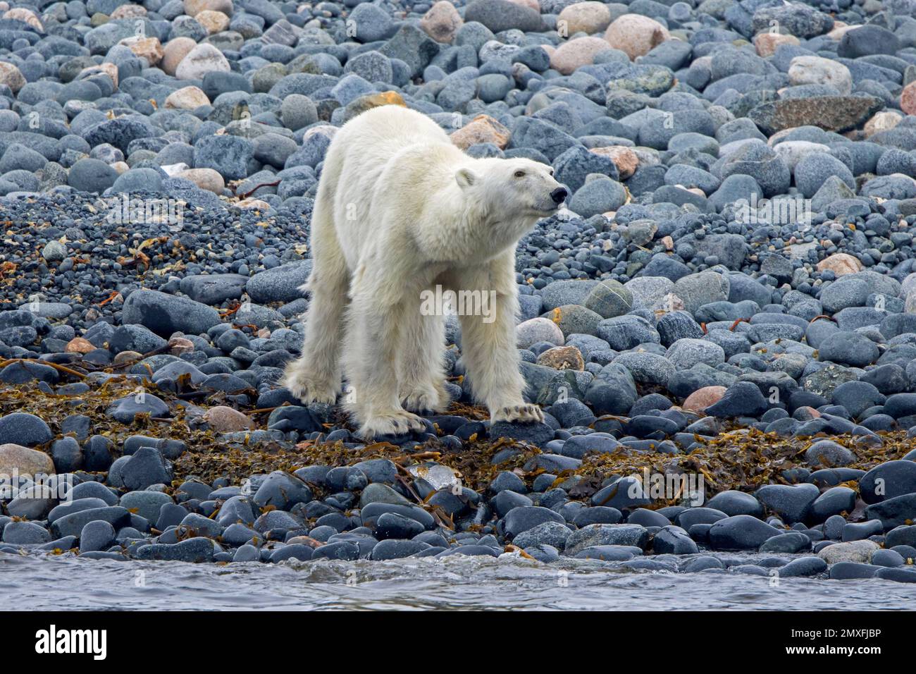 Lone skinny e l'orso polare emaciato (Ursus maritimus) foraging sulla spiaggia di ghiaia lungo la costa di Svalbard in estate, Spitsbergen, Norvegia Foto Stock