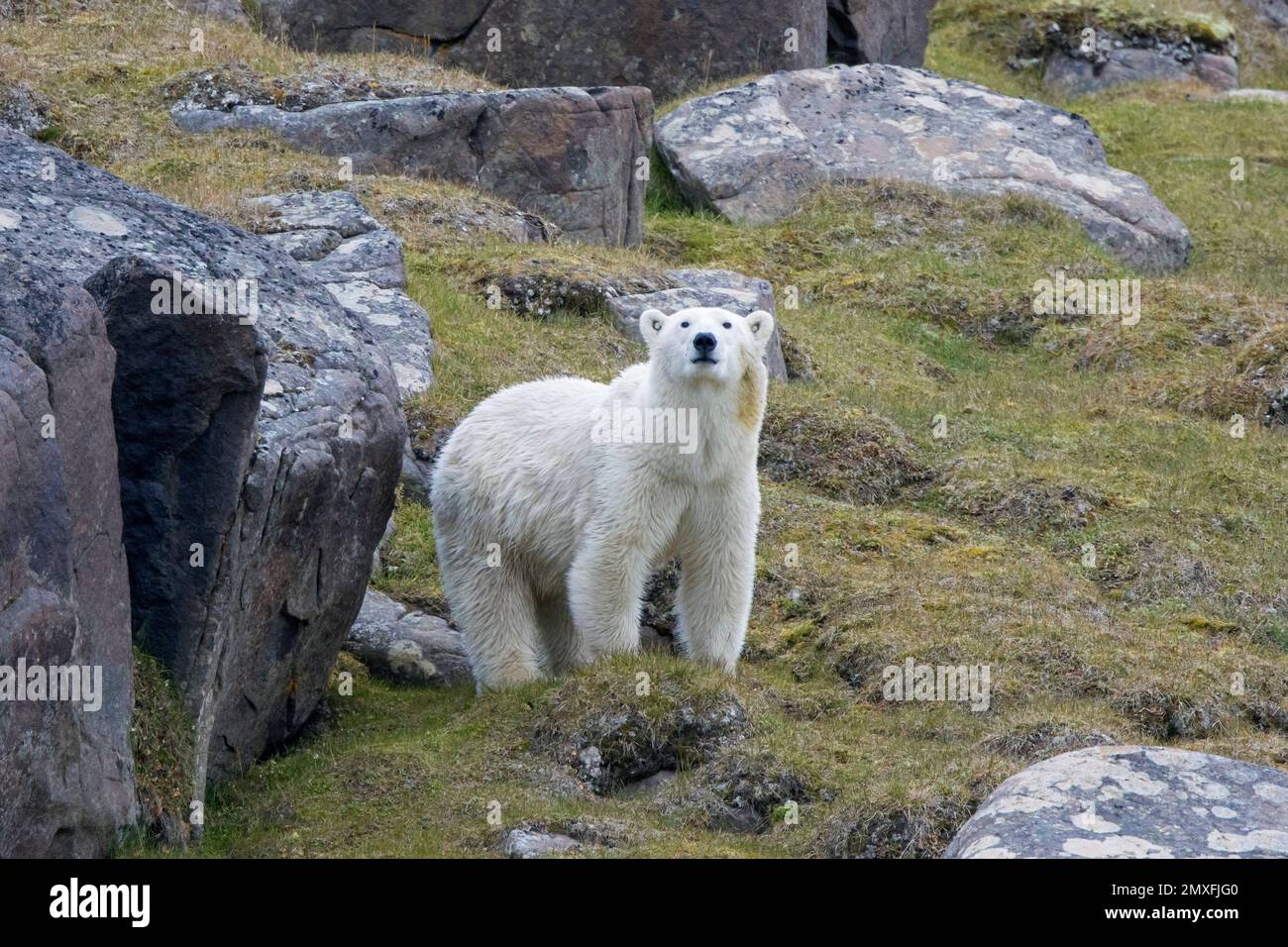 Orso polare solitario (Ursus maritimus) che indossa le etichette GPS, che foraggio su terra tra le rocce lungo la costa di Svalbard in estate, Spitsbergen, Norvegia Foto Stock