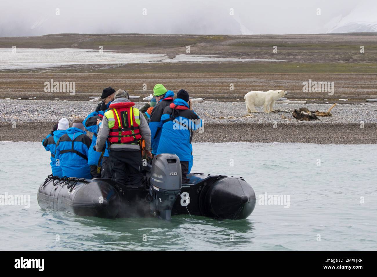 Eco-turisti in barca Zodiac guardare l'orso polare di spavenging (Ursus maritimus) nutrirsi sulla carcassa di balena intrecciata, Svalbard / Spitsbergen Foto Stock