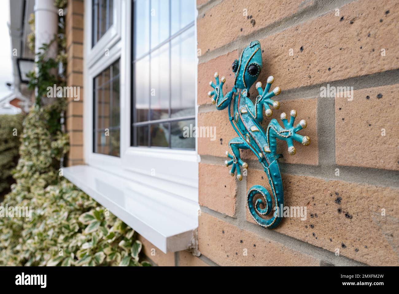 Lucertola metallica ornata vista su una parete posteriore di una casa. La finestra con doppi vetri e piombo fa parte di una cucina con vista sul giardino posteriore. Foto Stock