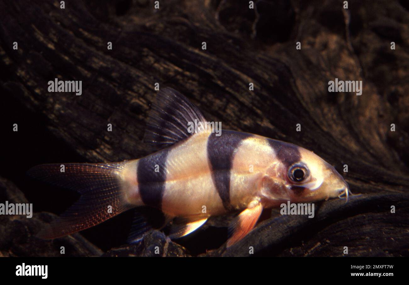 Lombo di clown, macracanthus di Chromobotia Foto Stock