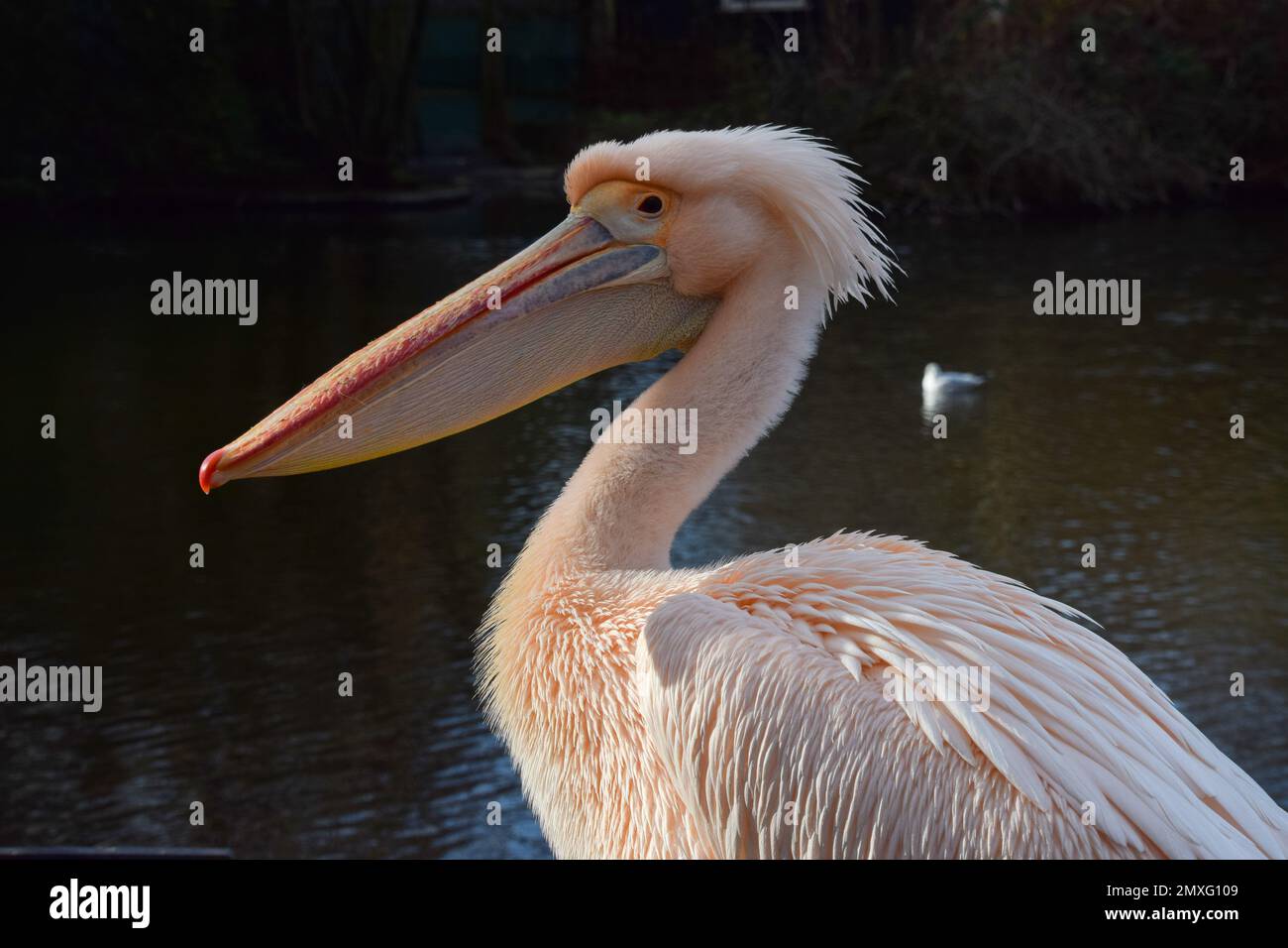 Londra, Inghilterra, Regno Unito. 3rd Feb, 2023. Un pellicano si trova accanto al lago di St James's Park a Westminster. Sei grandi pellicani bianchi, conosciuti anche come pellicani bianchi orientali (Pelecanus onocrotalus), chiamano il parco la loro casa, e sono normalmente liberi di venire e andare come vogliono. Attualmente, cinque dei sei sono stati spostati in un'area separata del parco a causa dell'epidemia di influenza aviaria in corso. (Credit Image: © Vuk Valcic/ZUMA Press Wire) SOLO PER USO EDITORIALE! Non per USO commerciale! Credit: ZUMA Press, Inc./Alamy Live News Foto Stock