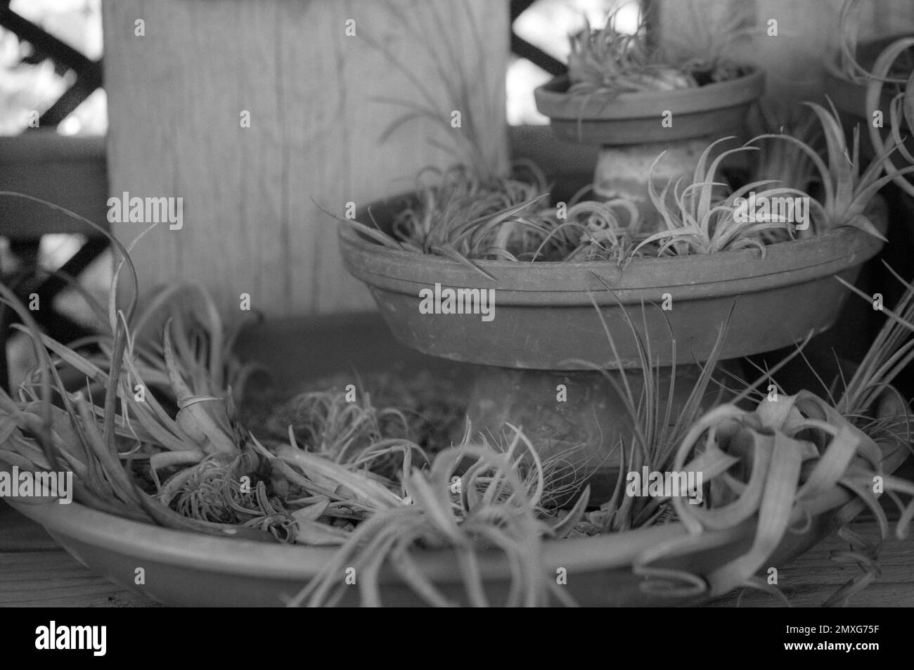 Primo piano di diverse piante d'aria esposte in coloratissime vaschette in terracotta . Foto Stock