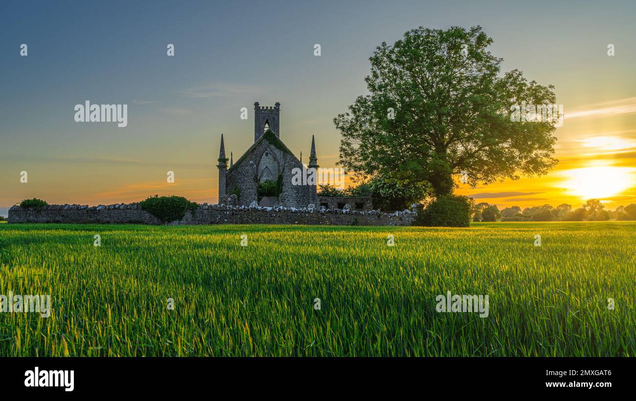 Campo di cereali illuminato dalla luce del sole e vecchie rovine di pietra della chiesa di Ballinafagh con il cielo drammatico al tramonto sullo sfondo, Contea di Kildare, Irlanda Foto Stock