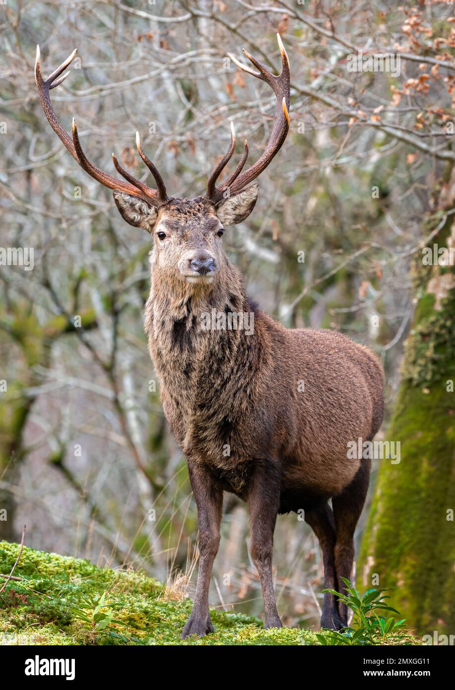 Red Deer Cervo a Glen Etive, Scozia Foto Stock