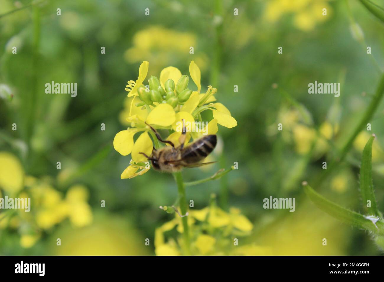 Impollinazione di fiori l'ape raccoglie nettare per miele impollinazione il fiore giallo si disintegra. Primavera fioritura impollinazione propagazione di pianta Foto Stock