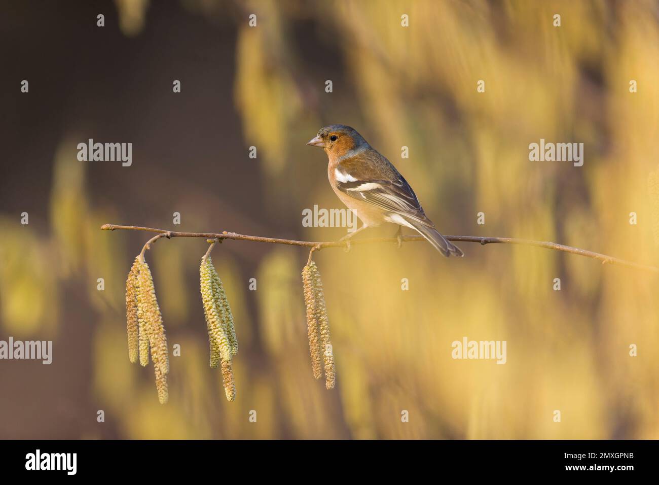 Coelebs fringilla comune, maschio adulto arroccato su Hazel Corylus avellana, ramoscello con cetriolini, Suffolk, Inghilterra, gennaio Foto Stock