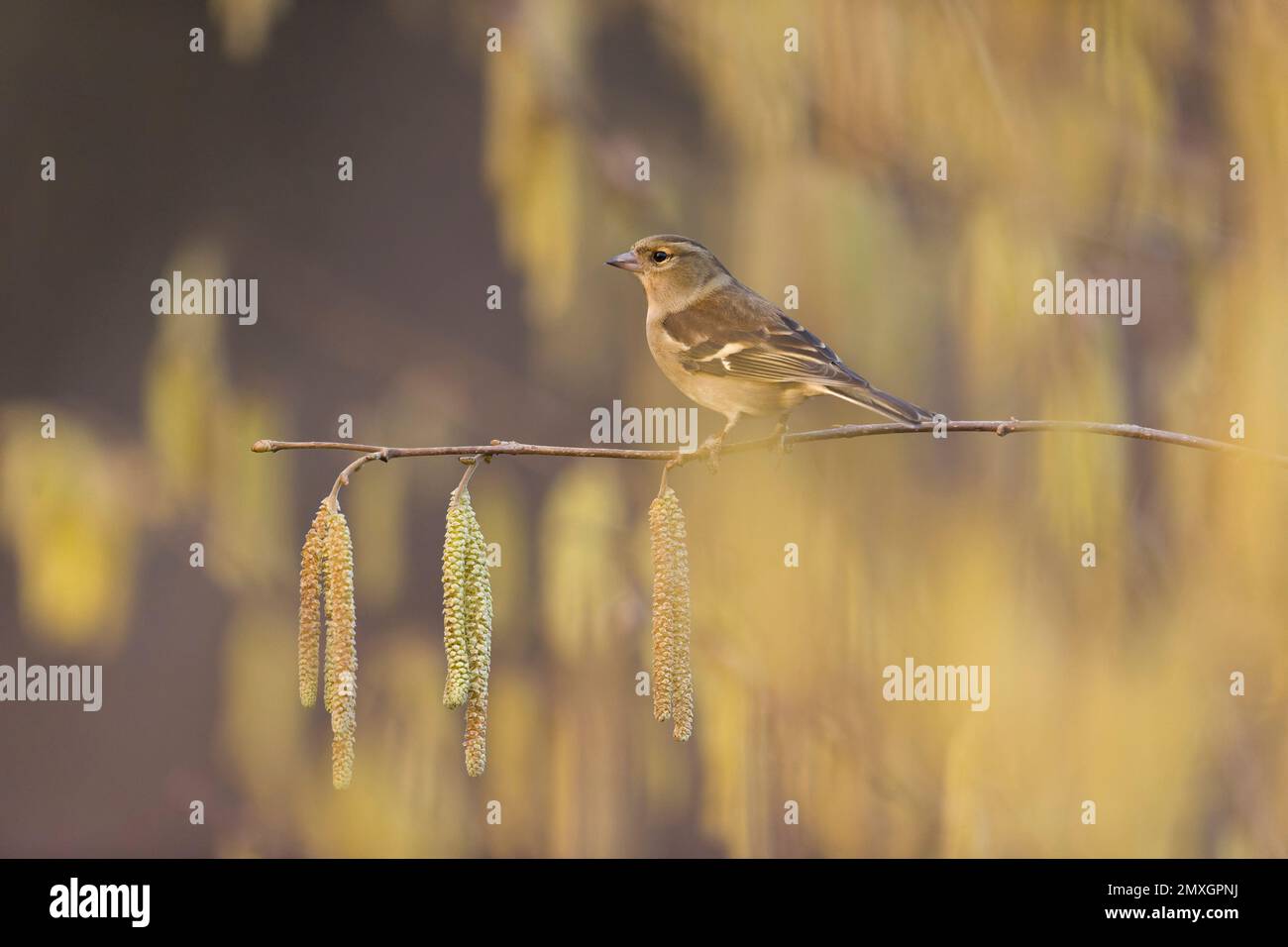 Coelebs fringilla comune, femmina adulta arroccata su Hazel Corylus avellana, ramoscello con cetriolini, Suffolk, Inghilterra, gennaio Foto Stock
