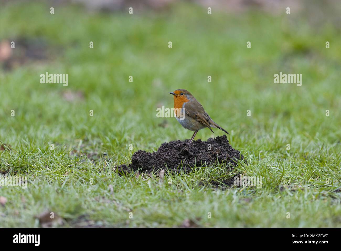 Erithacus rubecula, adulto arroccato su molehill, Suffolk, Inghilterra, febbraio Foto Stock