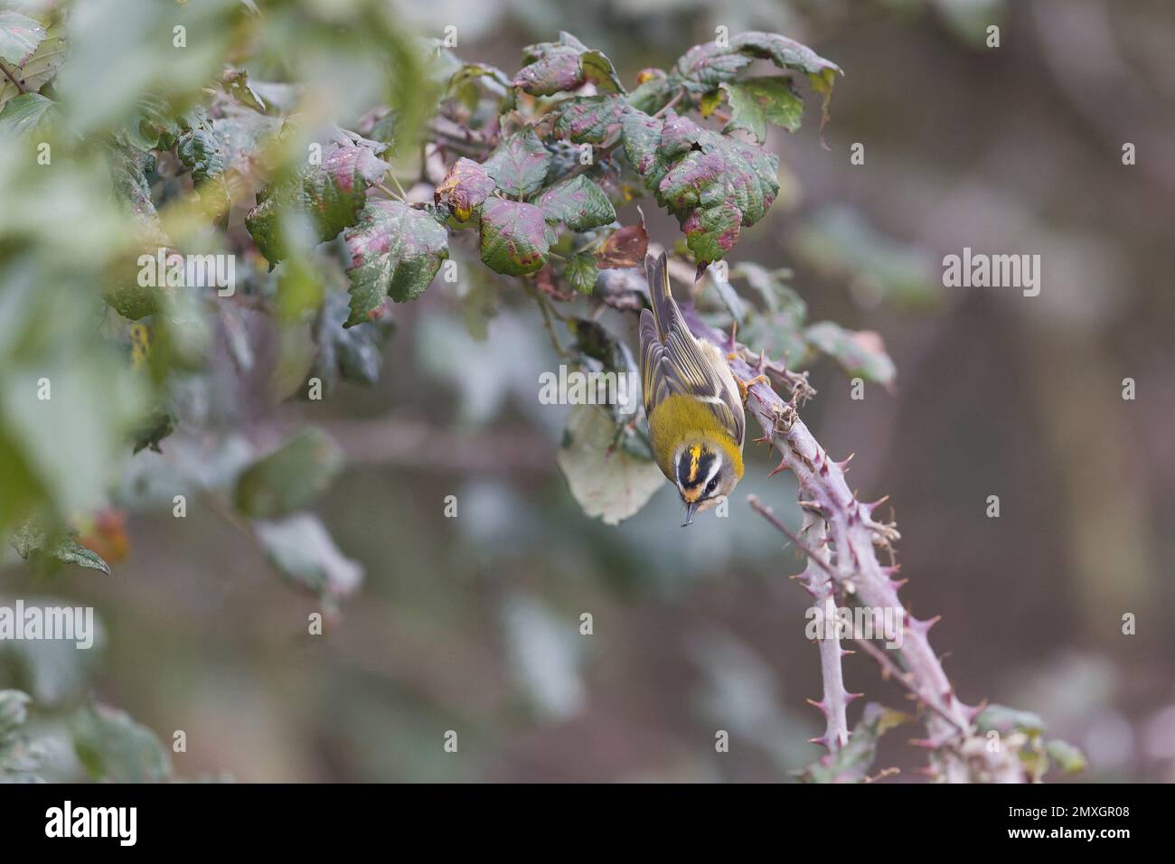 Recrest Regulus ignicapillus, adulto arroccato su un bramble con insetto in becco, Suffolk, Inghilterra, febbraio Foto Stock