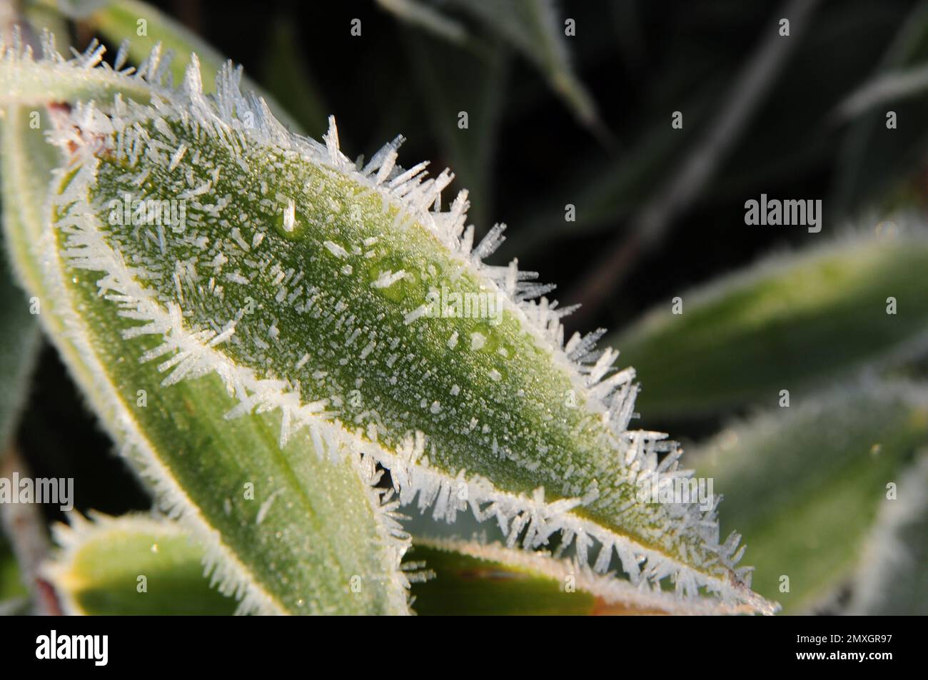 Foglia in hoarfrost / Blätter im Raureif Foto Stock