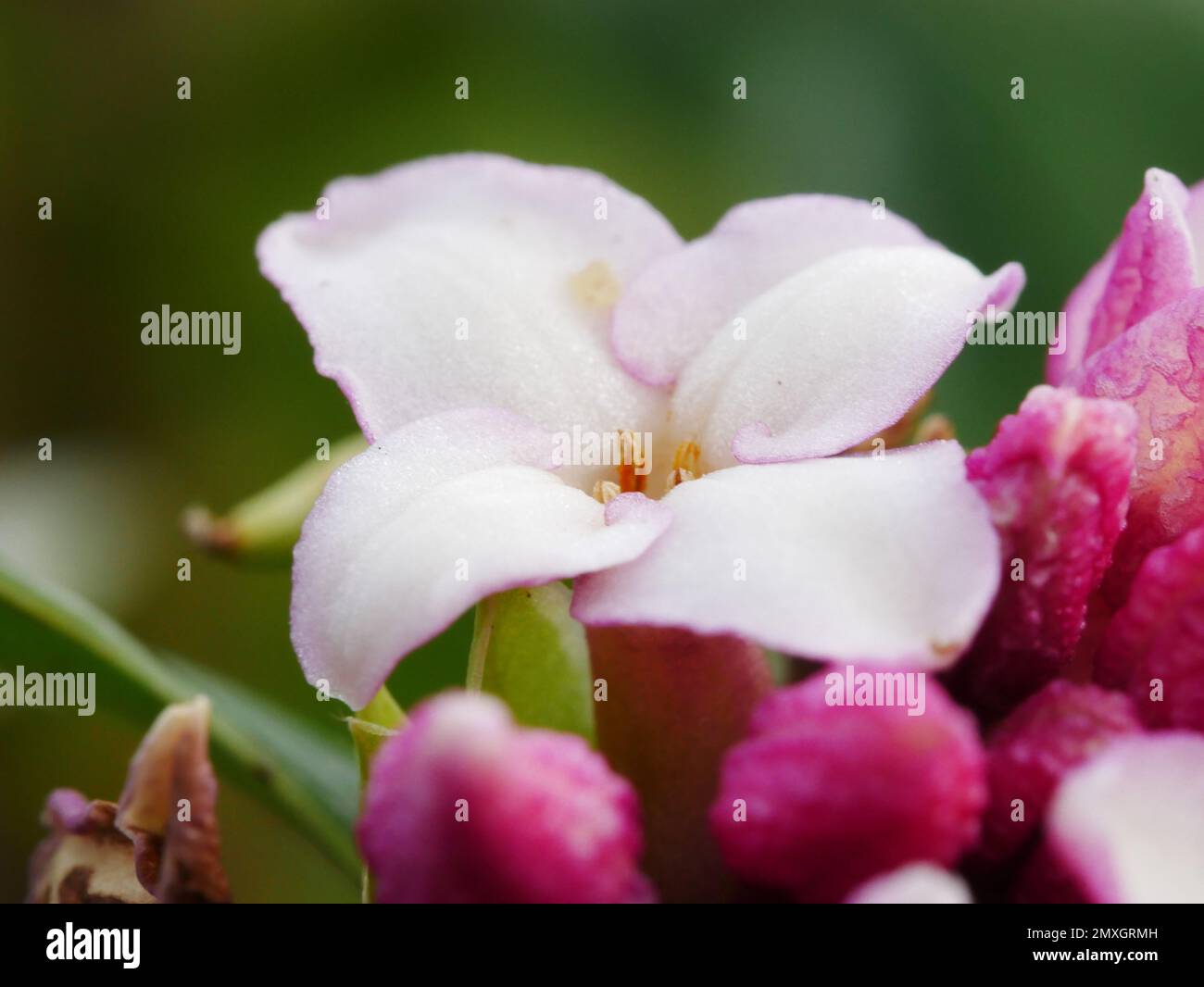 Daphne odora fiore Foto Stock