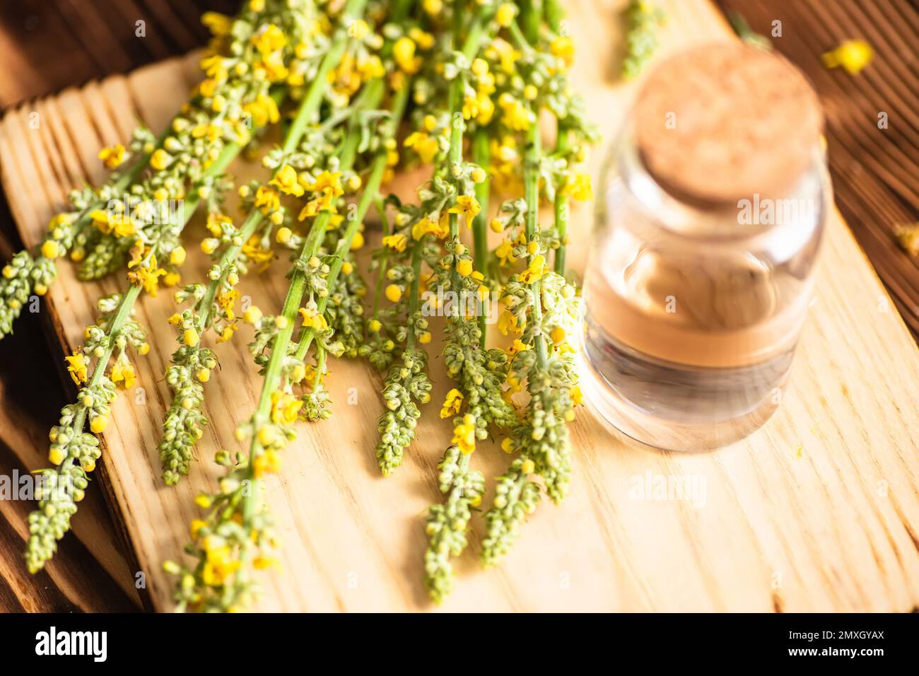 Olii essenziali con nigrum di Verbascum, mullein nero o mullein scuro su fondo di legno. Foto Stock