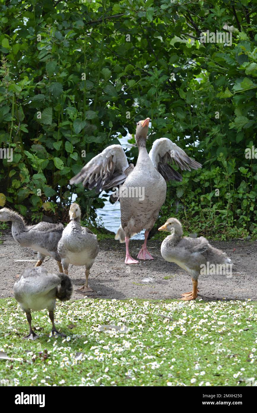 Creylag Goose Adulto con esso Fluffy Babies - Anser anser - Foto comica - Adult Goose flapping acqua delle sue ali - a piedi attraverso Un Bush - UK Foto Stock