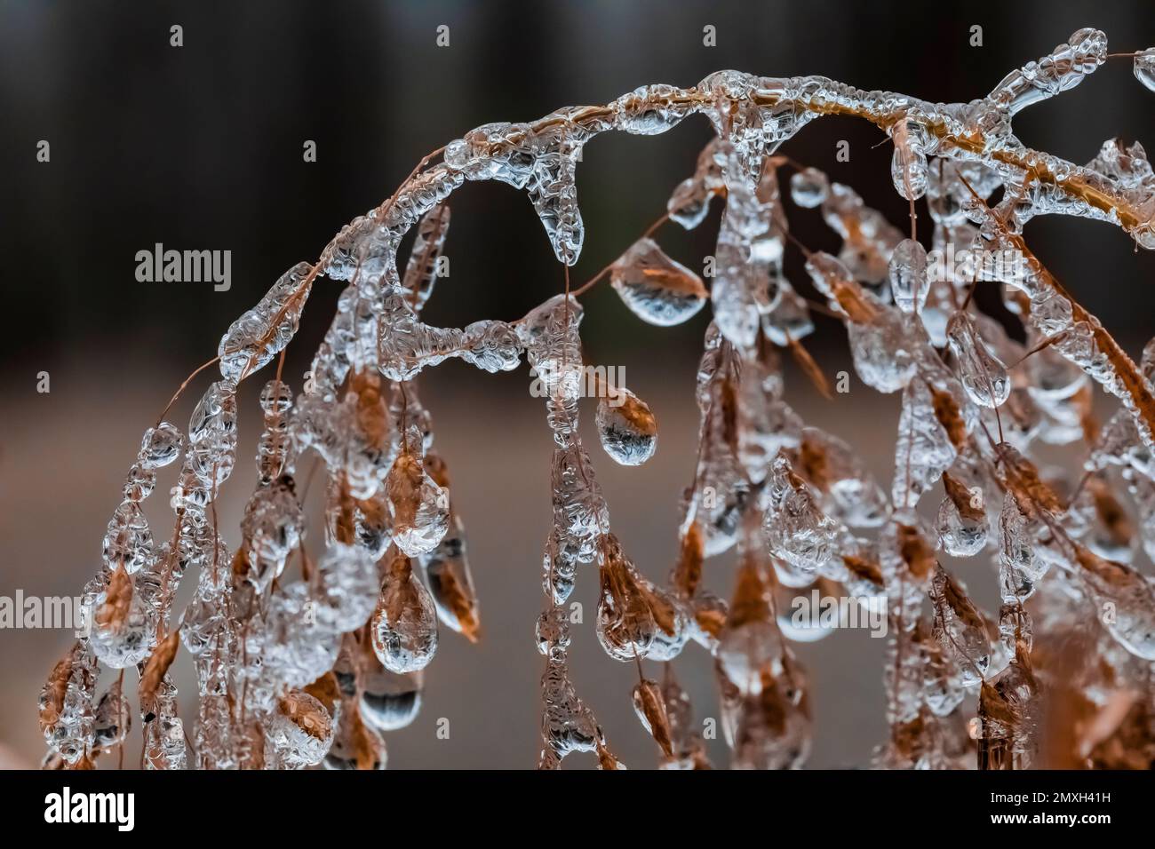 Piante ghiacciate dopo una pioggia gelida nel Michigan centrale, USA Foto Stock