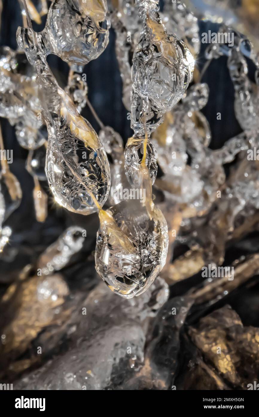 Piante ghiacciate dopo una pioggia gelida nel Michigan centrale, USA Foto Stock