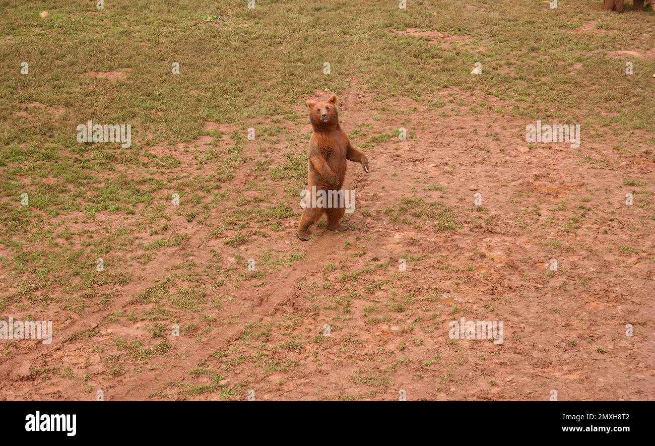 Orso marrone Ursus arctos Cabarceno Parco Naturale Penagos Cantabria Spagna Foto Stock