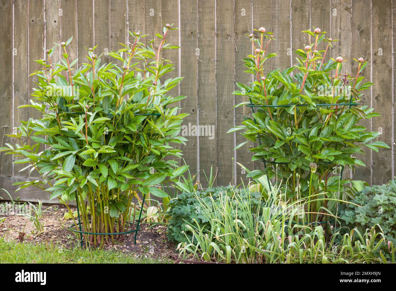 Telaio o gabbia di supporto della pianta di Peony. Peonie che crescono in un letto di fiori in un giardino sul retro del Regno Unito Foto Stock