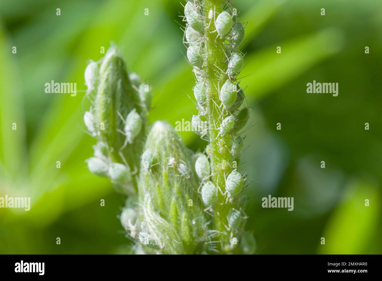 Infestazione di afidi di lupino (Macrosiphum albifrons) su una pianta di lupino in un giardino del Regno Unito Foto Stock