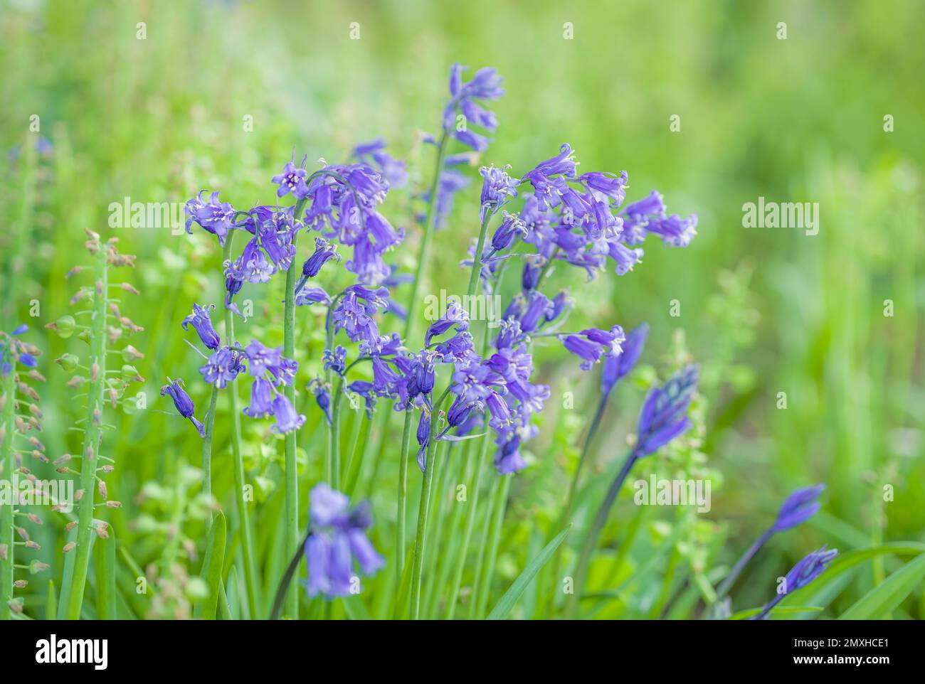 Primo piano su Bluebell comune (hyacinthoides non-scripta), Bluebells nativi o inglesi in foresta o giardino boschivo, Regno Unito Foto Stock