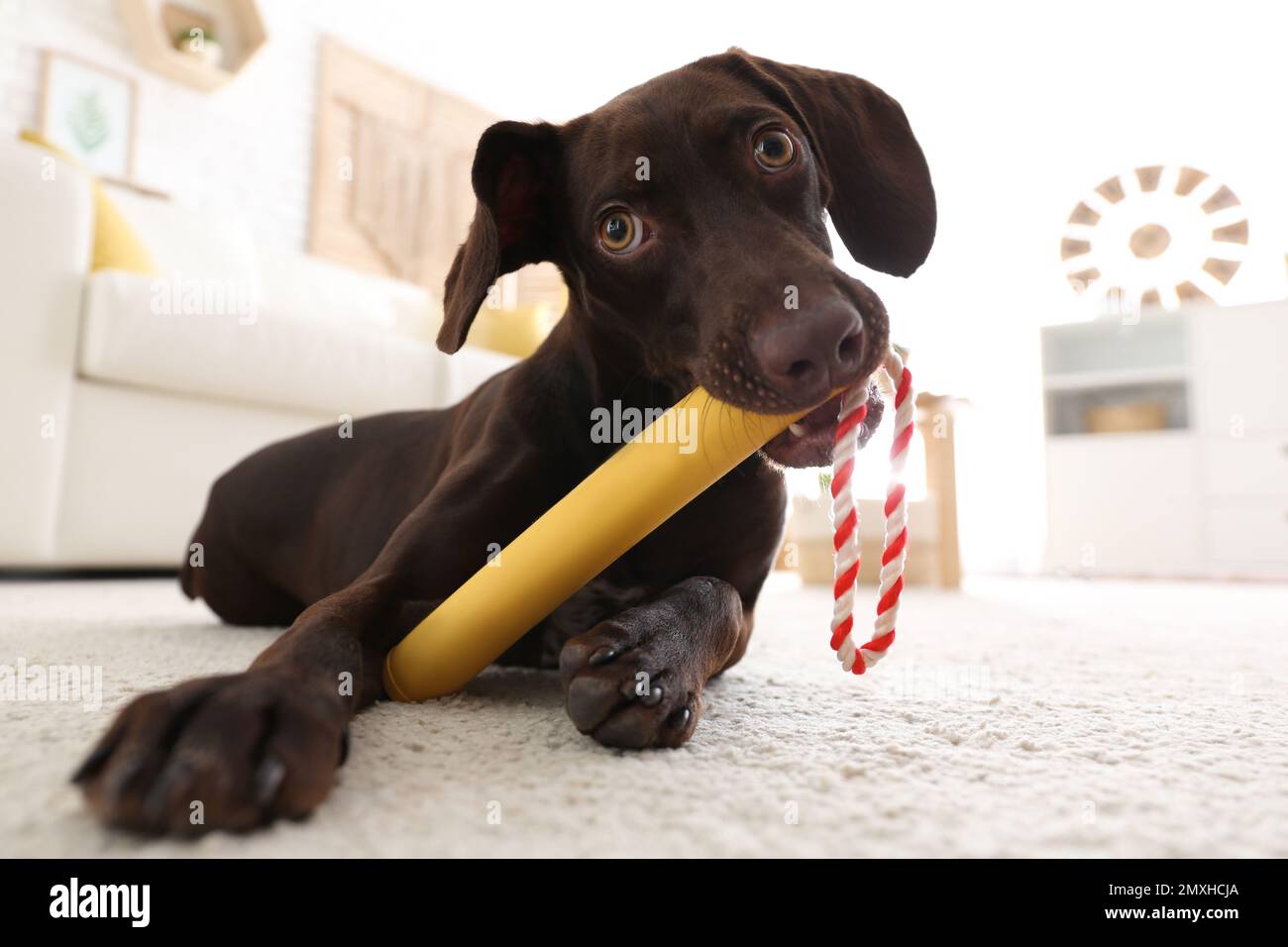 Cute tedesco Shorthaired puntatore cane giocare con il giocattolo a casa  Foto stock - Alamy