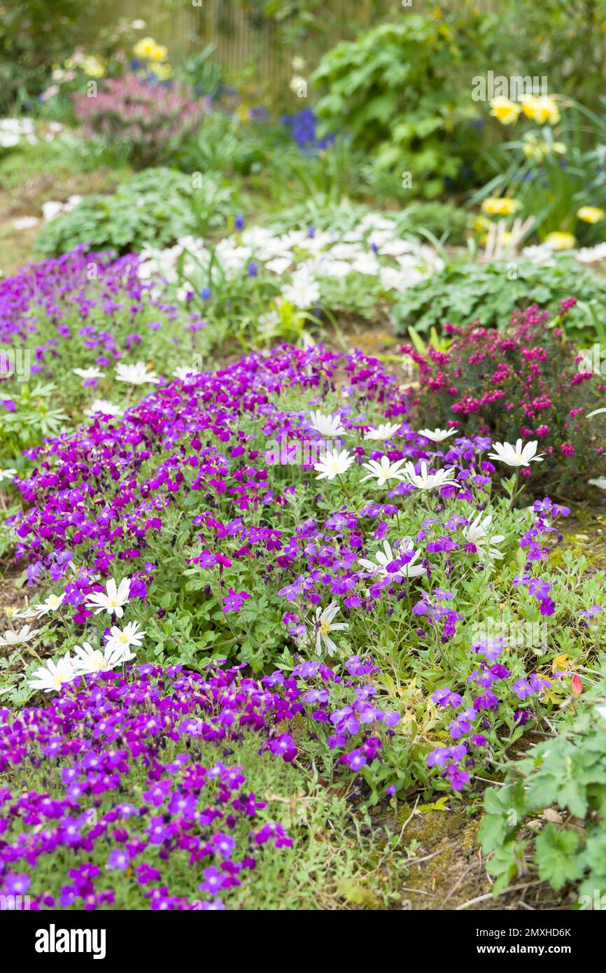 Fiori di Aubrieta (aubretia) e anemone blanda, piante perenni in fiore in un giardino fiorito nel Regno Unito in primavera. Foto Stock