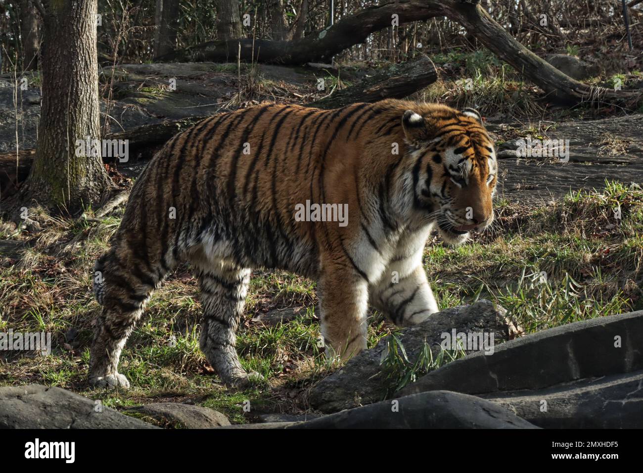 Un primo piano di una tigre di Amur che cammina in una foresta Foto Stock