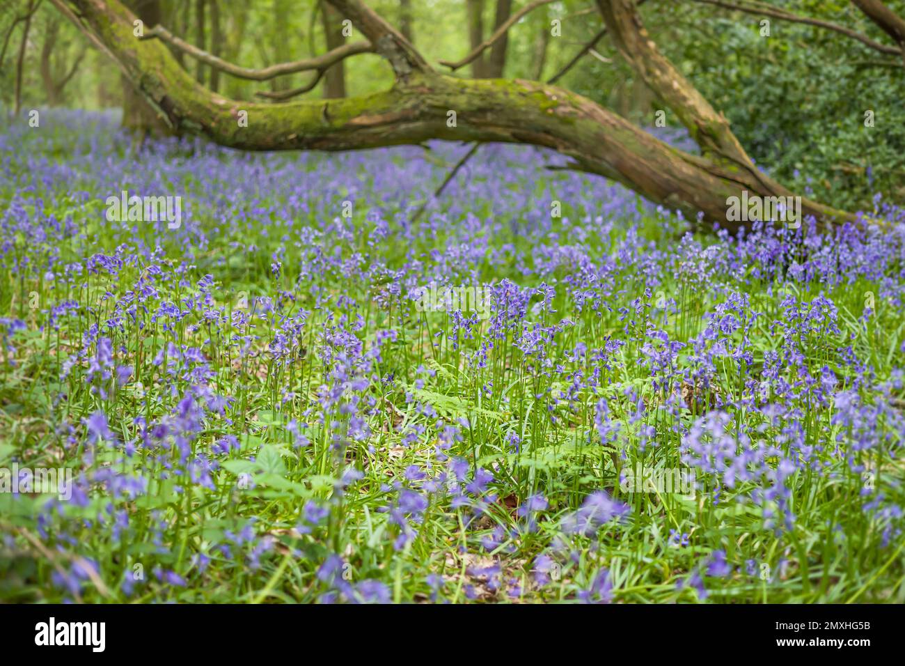 Fiori di Bluebell comune, inglese o nativo Bluebell (hyacinthoides non-scripta) in bosco, Inghilterra, Regno Unito Foto Stock