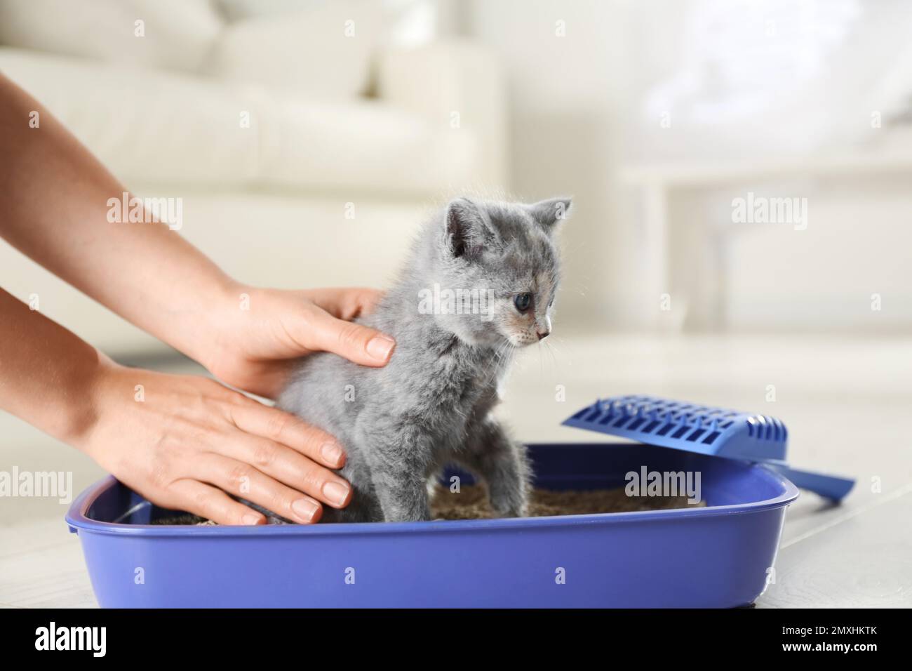 Donna che mette il suo cucciolo Shorthair britannico carino in scatola di cucciolata a casa, primo piano Foto Stock