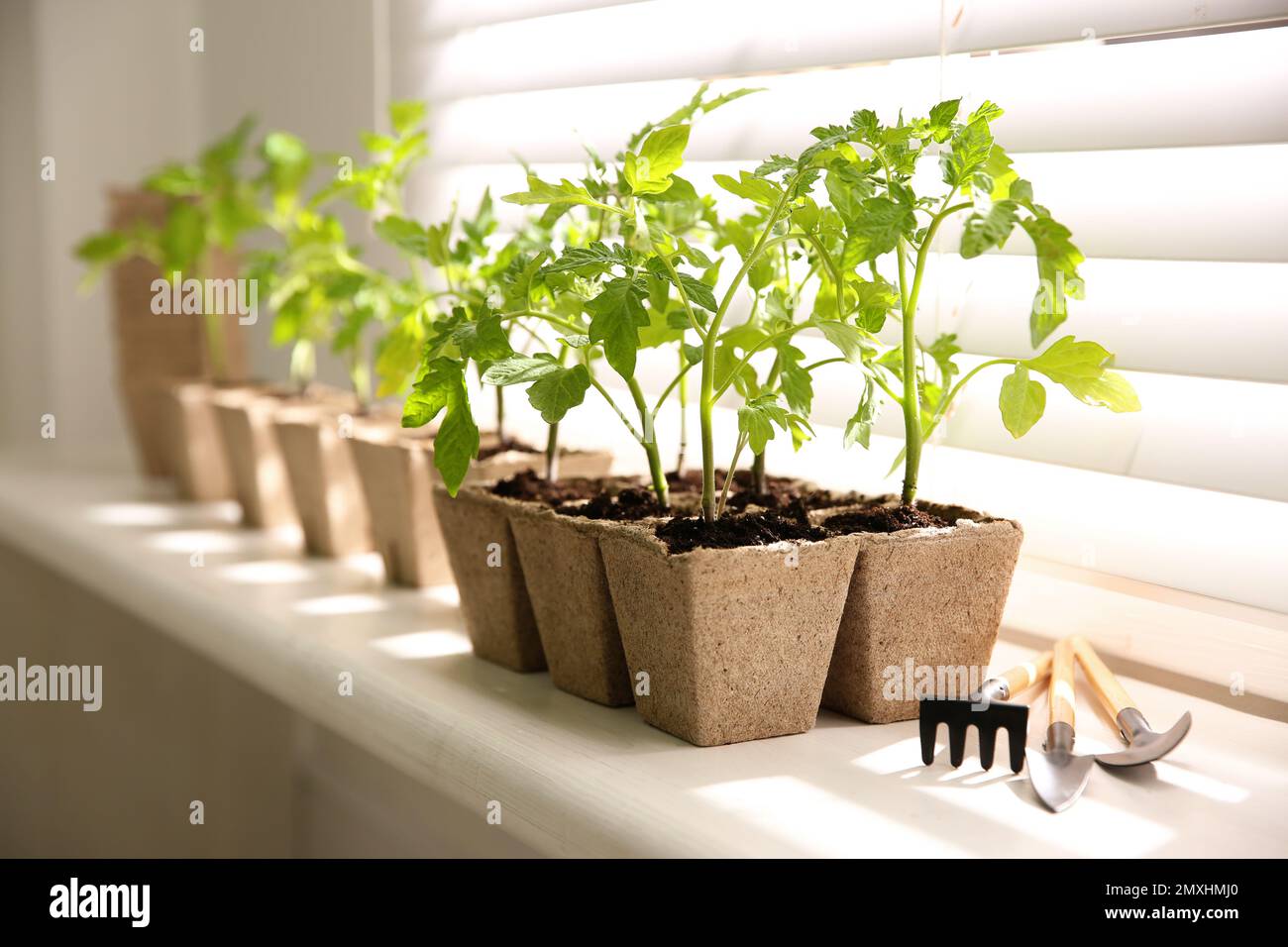 Attrezzi da giardinaggio e piante verdi di pomodoro in vasi di torba su  windowsill bianco all'interno Foto stock - Alamy