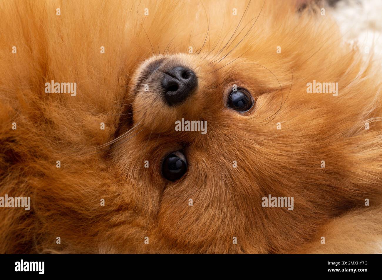 Cucciolo cane pomeranian, età 9 mesi, carino animali domestici a casa, primo piano ritratto Foto Stock