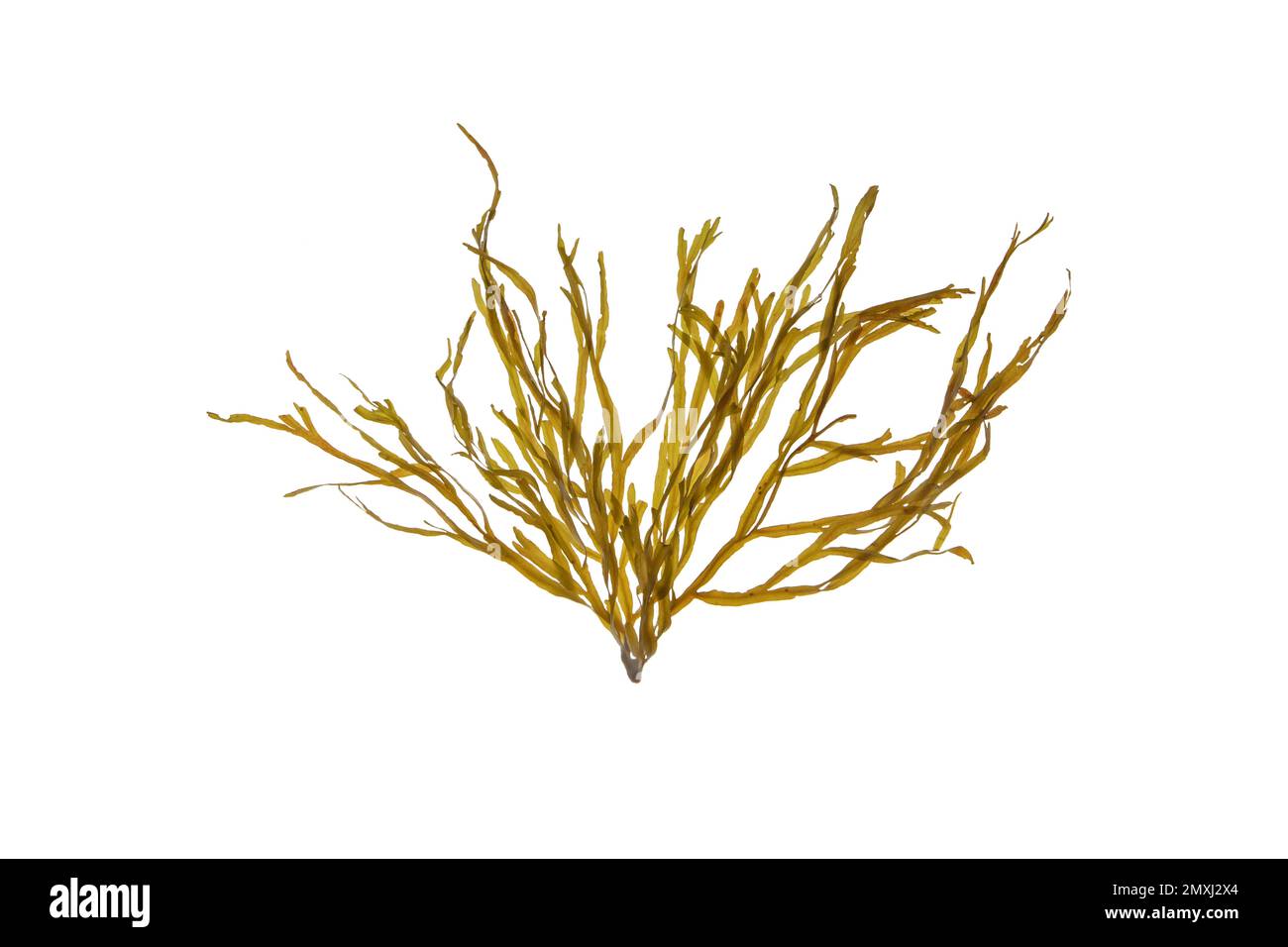 Dittyota dichotoma alghe isolate su bianco. Bruno ramo di alga. Foto Stock