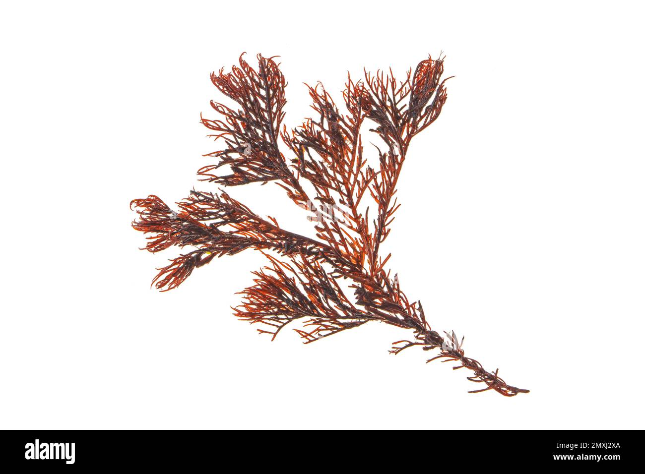 Alghe rosse o branca di alghe rhodophyta isolata su bianco Foto Stock