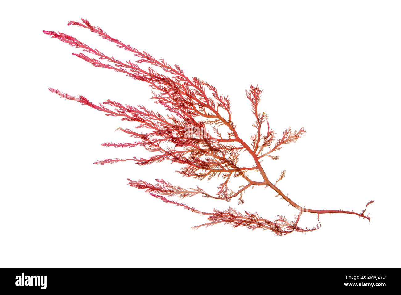 Alghe rosse o branca di rhodophyta isolata su bianco. Foto Stock