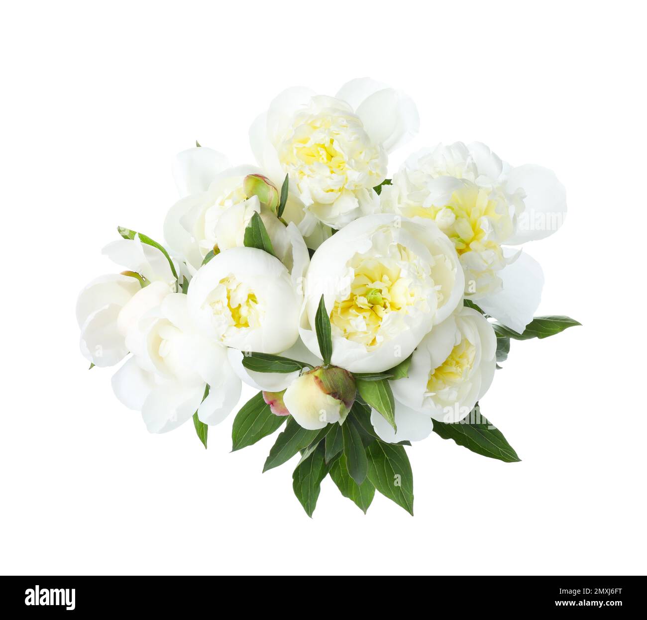 Bella fioritura fiori di peonia isolato su bianco Foto Stock