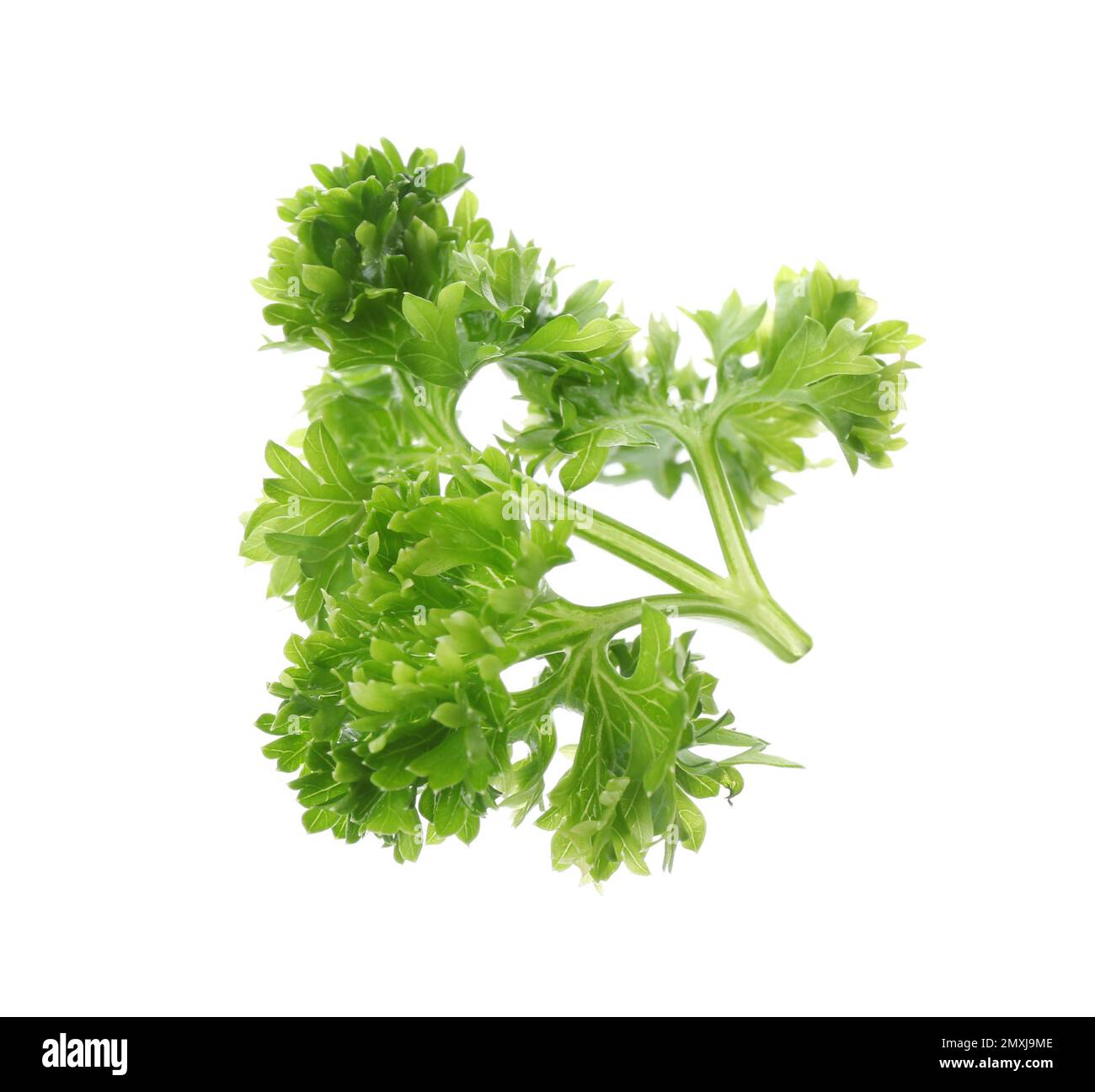 Prezzemolo fresco verde riccio su fondo bianco Foto Stock