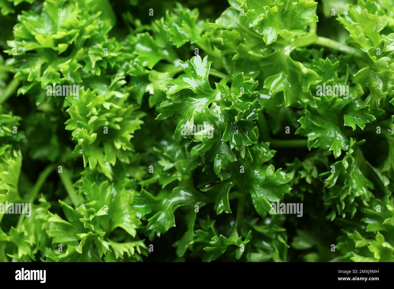Prezzemolo fresco verde riccio come sfondo, primo piano Foto Stock