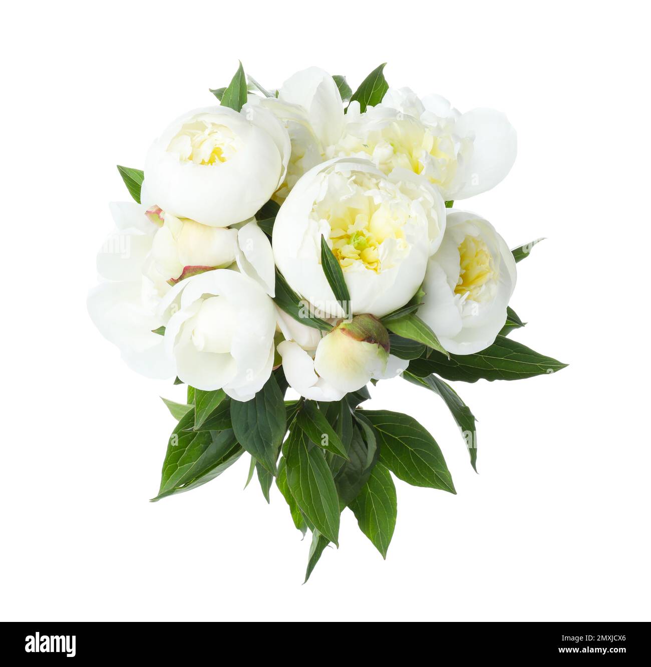 Bella fioritura fiori di peonia isolato su bianco Foto Stock