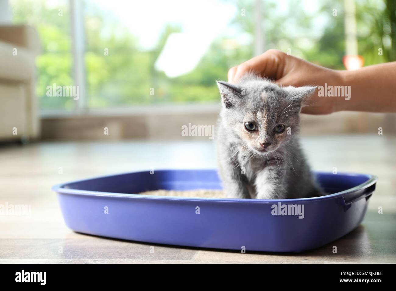 Donna che mette il suo cucciolo Shorthair britannico carino in scatola di cucciolata a casa, primo piano. Spazio per il testo Foto Stock