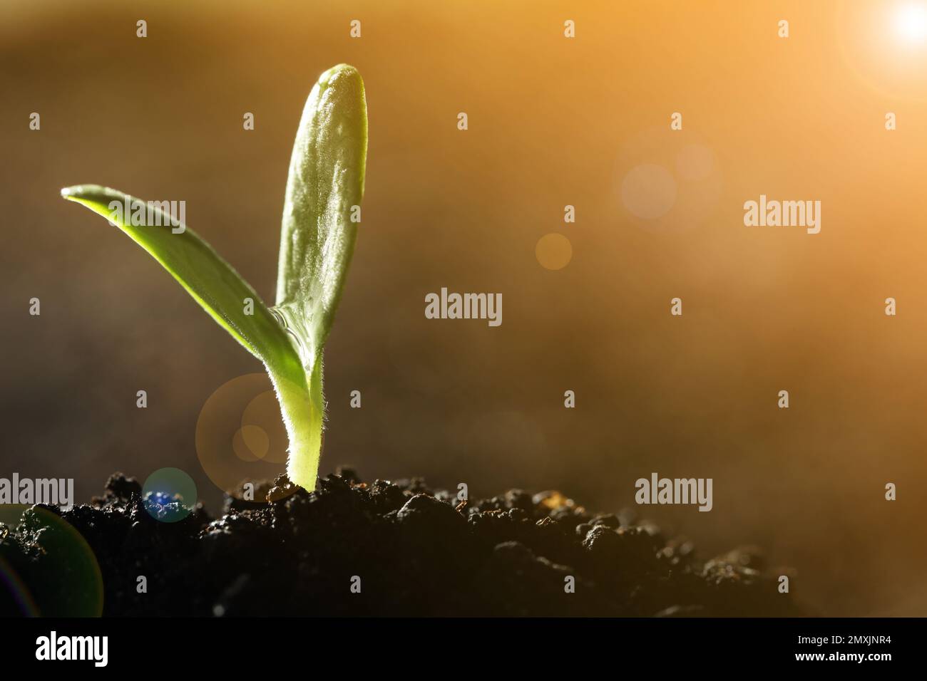 Pianta vegetale giovane illuminata dal sole coltivata da semi nel suolo, primo piano. Spazio per il testo Foto Stock