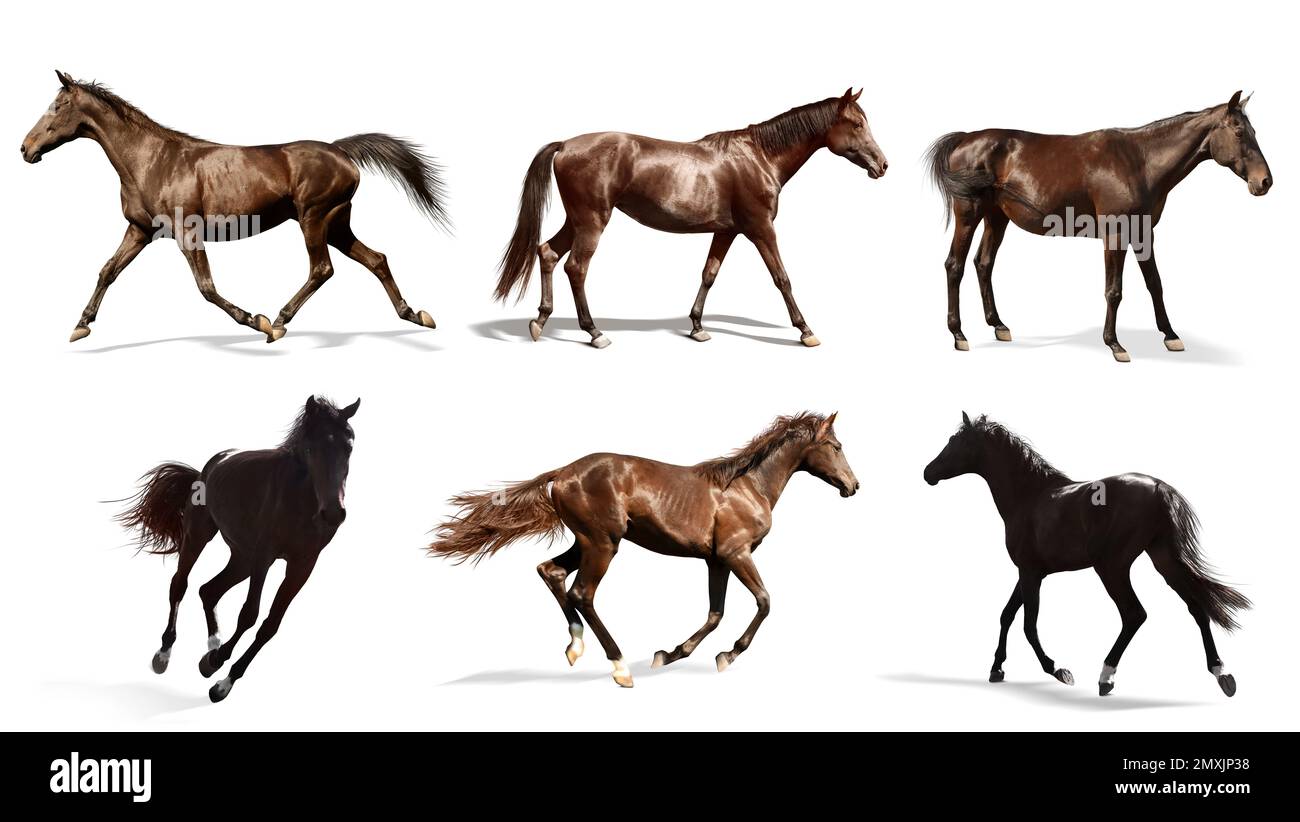 Collage con foto di cavalli su sfondo bianco, banner design. Bellissimo animale domestico Foto Stock